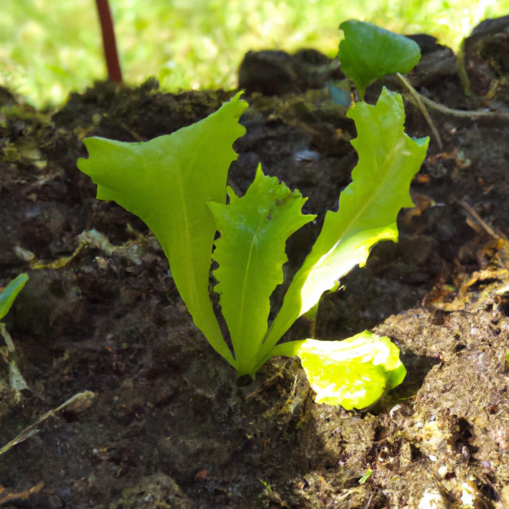 Est-ce que l'endive est un légume d'hiver